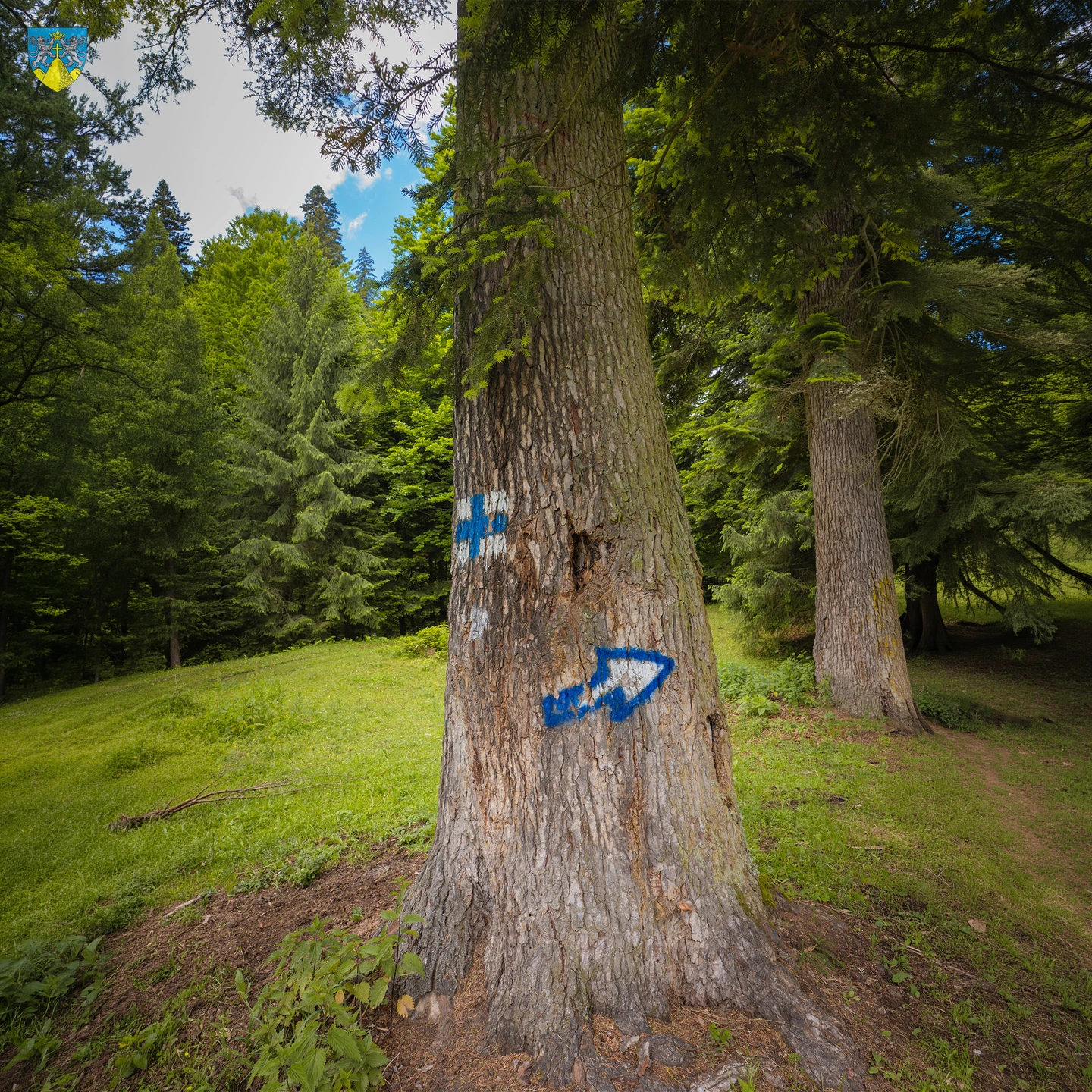 Codrii Seculari Slătioara – Fotografie 1