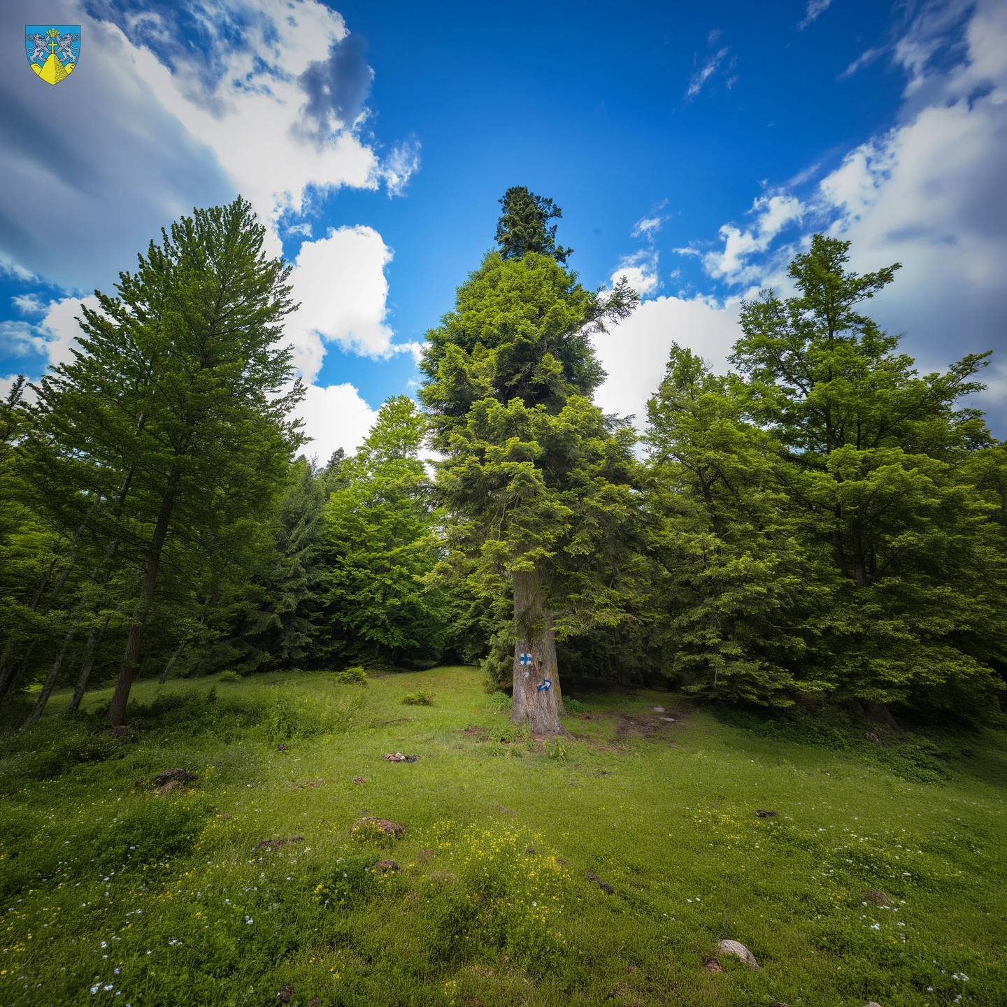 Codrii Seculari Slătioara – Fotografie 9