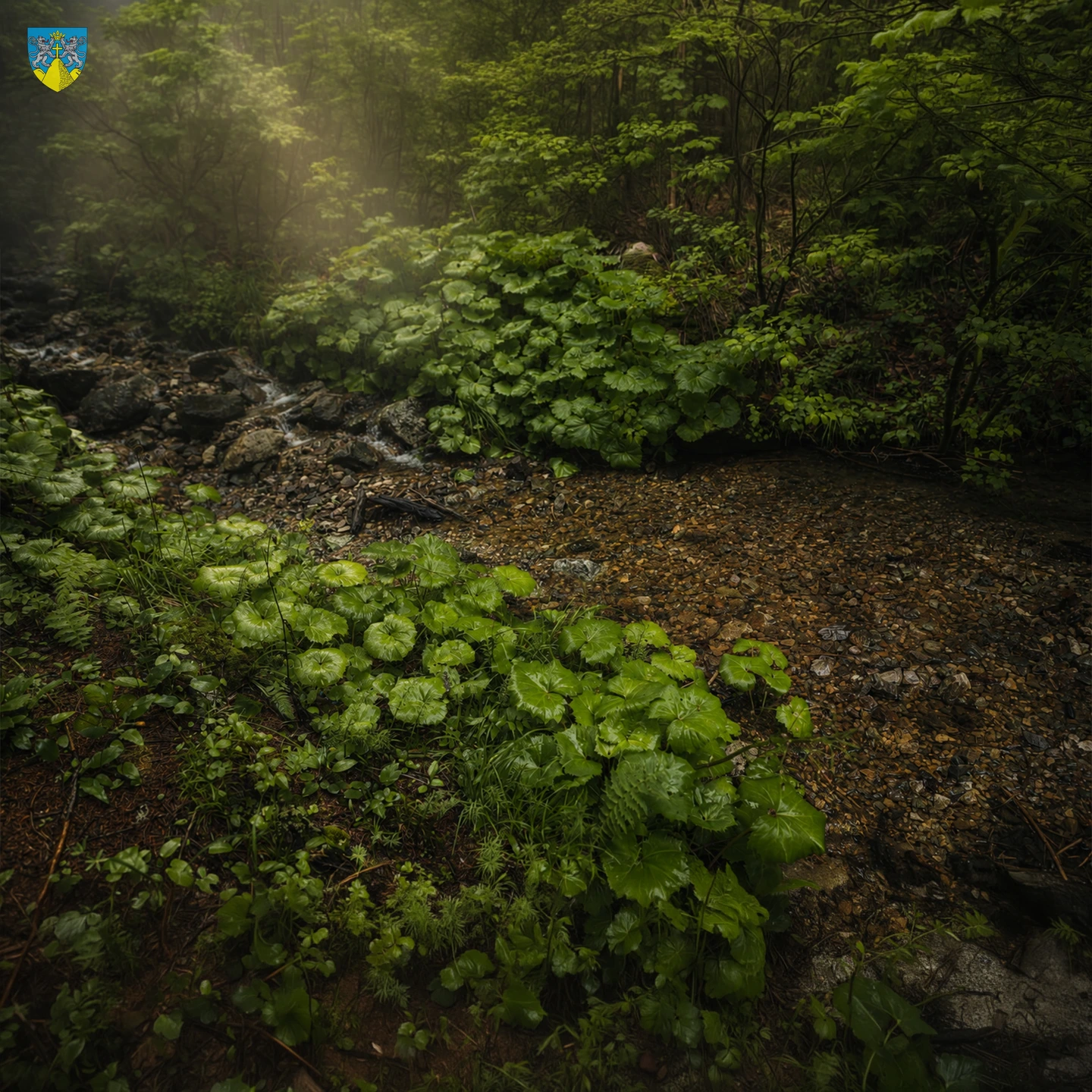 Transrarău – Fotografie 10