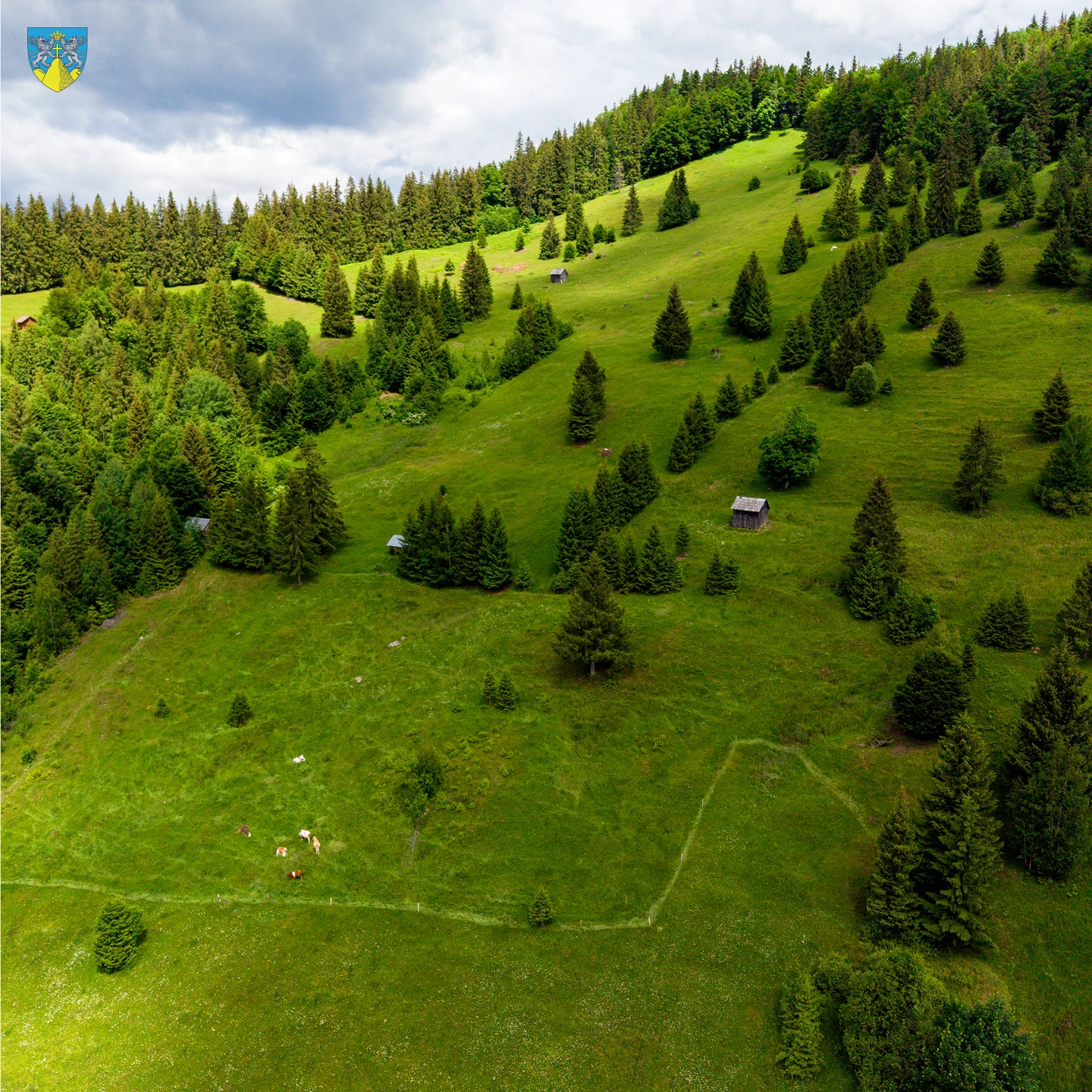 Codrii Seculari Slătioara – Fotografie 15